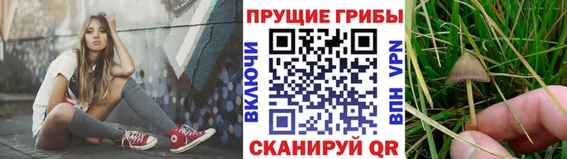 цена   Сорочинск  Псилоцибиновые грибы MAGIC MUSHROOMS 